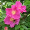 Rose 'Moje Hammarberg' (Strauchrose) -Gartenpflanzen Verkaufsladen 10717 Rose 20Moje 20Hammarberg Strauchrose 1 c7a3ae5b 9f79 4a5d bd35 ca8805bc0d27