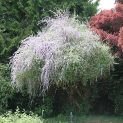Buddleja Alternifolia (Chinesischer Sommerflieder)