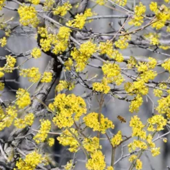 Cornus Mas (Kornelkirsche)