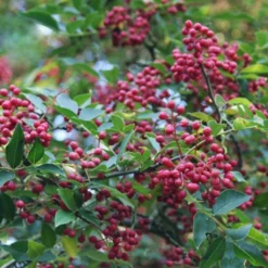 Zanthoxylum Simulans (Szechuanpfeffer)