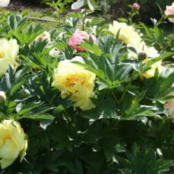 Paeonia Itoh-Hybride 'Bartzella' (Intersektionelle Pfingstrose) -Gartenpflanzen Verkaufsladen 2000002 Paeonia 20Itoh Hybride 20Bartzella Intersektionelle 20Pfingstrose 5 cac3da92 335e 4063 b201 1201b25991b4