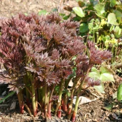 Paeonia Itoh-Hybride 'Bartzella' (Intersektionelle Pfingstrose) -Gartenpflanzen Verkaufsladen 2000002 Paeonia 20Itoh Hybride 20Bartzella Intersektionelle 20Pfingstrose 6 8e3682ed d89a 417c 9b13 2e8374a9778f