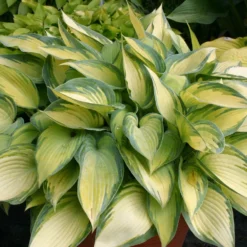 Hosta 'June' (Funkie | Herzblattlilie) -Gartenpflanzen Verkaufsladen 2000279 Hosta 20June Funkie 20 20Herzblattlilie 1