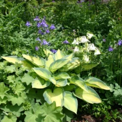 Hosta 'June' (Funkie | Herzblattlilie) -Gartenpflanzen Verkaufsladen 2000279 Hosta 20June Funkie 20 20Herzblattlilie 2