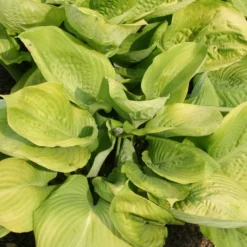 Hosta 'Sum And Substance' (Funkie | Herzblatt-Lilie)