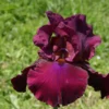 Iris Barbata-Elatior 'Merlot' (Hohe Bartschwertlilie) -Gartenpflanzen Verkaufsladen 2000531 Iris 20Barbata Elatior 20Merlot Hohe 20Bartschwertlilie 1 66084907 bddf 4ef2 ae23 b39204970e5e