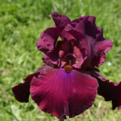 Iris Barbata-Elatior 'Merlot' (Hohe Bartschwertlilie)