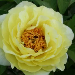 Paeonia Lutea-Hybr. 'High Noon' (Strauchpfingstrose)