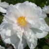 Paeonia Suffruticosa 'Renkaku' (Strauchpfingstrose 'Kranichschar')