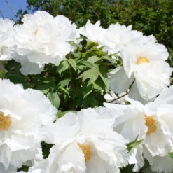 Paeonia Suffruticosa 'Renkaku' (Strauchpfingstrose 'Kranichschar') -Gartenpflanzen Verkaufsladen 2000648 Paeonia 20suffruticosa 20Renkaku Strauchpfingstrose 20Kranichschar 3 57c839b5 7b26 4ea9 8b3d 2fba05bb32ee