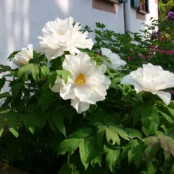 Paeonia Suffruticosa 'Renkaku' (Strauchpfingstrose 'Kranichschar') -Gartenpflanzen Verkaufsladen 2000648 Paeonia 20suffruticosa 20Renkaku Strauchpfingstrose 20Kranichschar 4 8f2e5d26 05ac 45da 9c6f 29f123fc6e00