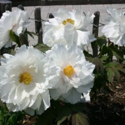 Paeonia Suffruticosa 'Renkaku' (Strauchpfingstrose 'Kranichschar') -Gartenpflanzen Verkaufsladen 2000648 Paeonia 20suffruticosa 20Renkaku Strauchpfingstrose 20Kranichschar 6 96425b32 5b7f 433f a211 88e39c8084c7