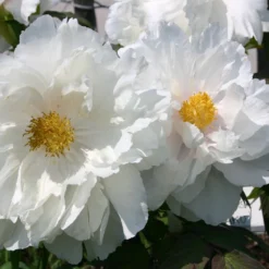 Paeonia Suffruticosa 'Renkaku' (Strauchpfingstrose 'Kranichschar') -Gartenpflanzen Verkaufsladen 2000648 Paeonia 20suffruticosa 20Renkaku Strauchpfingstrose 20Kranichschar 7 87257ca3 1855 4184 885d 60cc6a7d088e