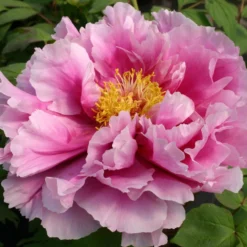 Paeonia Suffruticosa 'Shimanofuji' (Strauchpfingstrose 'Insel Glyzinie')
