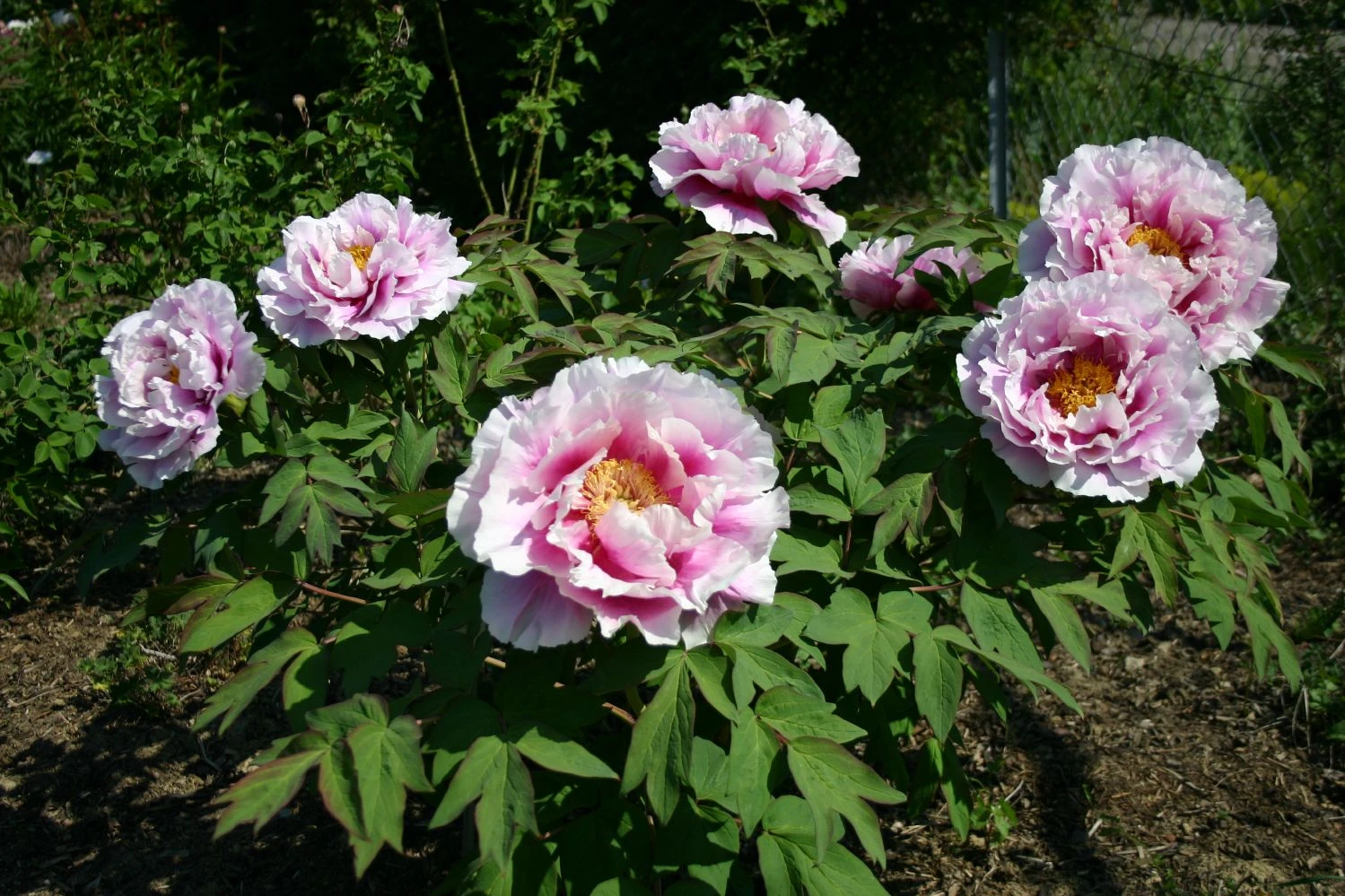 Paeonia Suffruticosa 'Shimanofuji' (Strauchpfingstrose 'Insel Glyzinie') 4 Paeonia Suffruticosa 'Shimanofuji' (Strauchpfingstrose 'Insel Glyzinie') – Bild 2