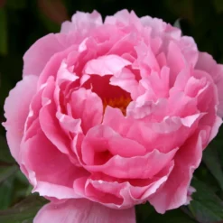 Paeonia Suffruticosa 'Yachiyo Tsubaki' (Strauchpfingstrose 'Unvergängliche Kamelie')