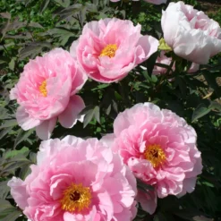 Paeonia Suffruticosa 'Yachiyo Tsubaki' (Strauchpfingstrose 'Unvergängliche Kamelie') -Gartenpflanzen Verkaufsladen 2000666 Paeonia 20suffruticosa 20Yachiyo 20Tsubaki Strauchpfingstrose 20Unvergaengliche 20Kamelie 3