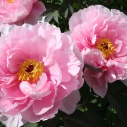 Paeonia Suffruticosa 'Yachiyo Tsubaki' (Strauchpfingstrose 'Unvergängliche Kamelie') -Gartenpflanzen Verkaufsladen 2000666 Paeonia 20suffruticosa 20Yachiyo 20Tsubaki Strauchpfingstrose 20Unvergaengliche 20Kamelie 4