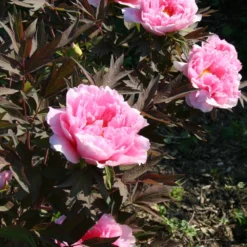 Paeonia Suffruticosa 'Yachiyo Tsubaki' (Strauchpfingstrose 'Unvergängliche Kamelie') -Gartenpflanzen Verkaufsladen 2000666 Paeonia 20suffruticosa 20Yachiyo 20Tsubaki Strauchpfingstrose 20Unvergaengliche 20Kamelie 7