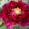 Paeonia Suffruticosa 'Kouka-Mon' (Strauchpfingstrose 'Tor Von Kouka')