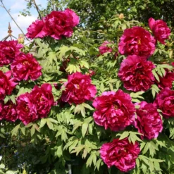 Titelseite -Gartenpflanzen Verkaufsladen 2000700 Paeonia 20suffruticosa 20Kouka Mon Strauchpfingstrose 20Tor 20von 20Kouka 2