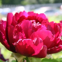 Paeonia Suffruticosa 'Kouka-Mon' (Strauchpfingstrose 'Tor Von Kouka') -Gartenpflanzen Verkaufsladen 2000700 Paeonia 20suffruticosa 20Kouka Mon Strauchpfingstrose 20Tor 20von 20Kouka 3