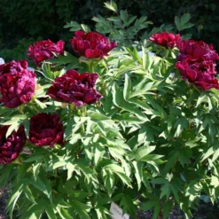 Paeonia Suffruticosa 'Kouka-Mon' (Strauchpfingstrose 'Tor Von Kouka') -Gartenpflanzen Verkaufsladen 2000700 Paeonia 20suffruticosa 20Kouka Mon Strauchpfingstrose 20Tor 20von 20Kouka 6