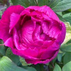 Paeonia Suffruticosa 'Shima Daijin' (Strauchpfingstrose 'Neuer Blumenminister') -Gartenpflanzen Verkaufsladen 2000723 Paeonia 20suffruticosa 20Shima 20Daijin Strauchpfingstrose 20Neuer 20Blumenminister 3