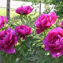 Paeonia Suffruticosa 'Shima Daijin' (Strauchpfingstrose 'Neuer Blumenminister') -Gartenpflanzen Verkaufsladen 2000723 Paeonia 20suffruticosa 20Shima 20Daijin Strauchpfingstrose 20Neuer 20Blumenminister 5