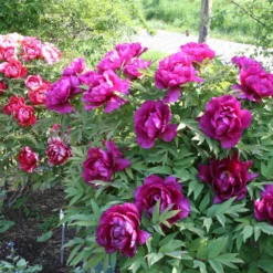 Paeonia Suffruticosa 'Shima Daijin' (Strauchpfingstrose 'Neuer Blumenminister') -Gartenpflanzen Verkaufsladen 2000723 Paeonia 20suffruticosa 20Shima 20Daijin Strauchpfingstrose 20Neuer 20Blumenminister 7