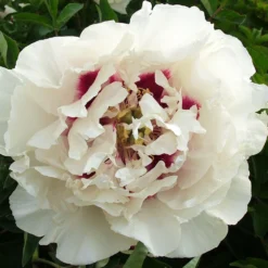 Paeonia Rockii 'Gui Fu Ren' (Strauchpfingstrose 'Edelfrau')