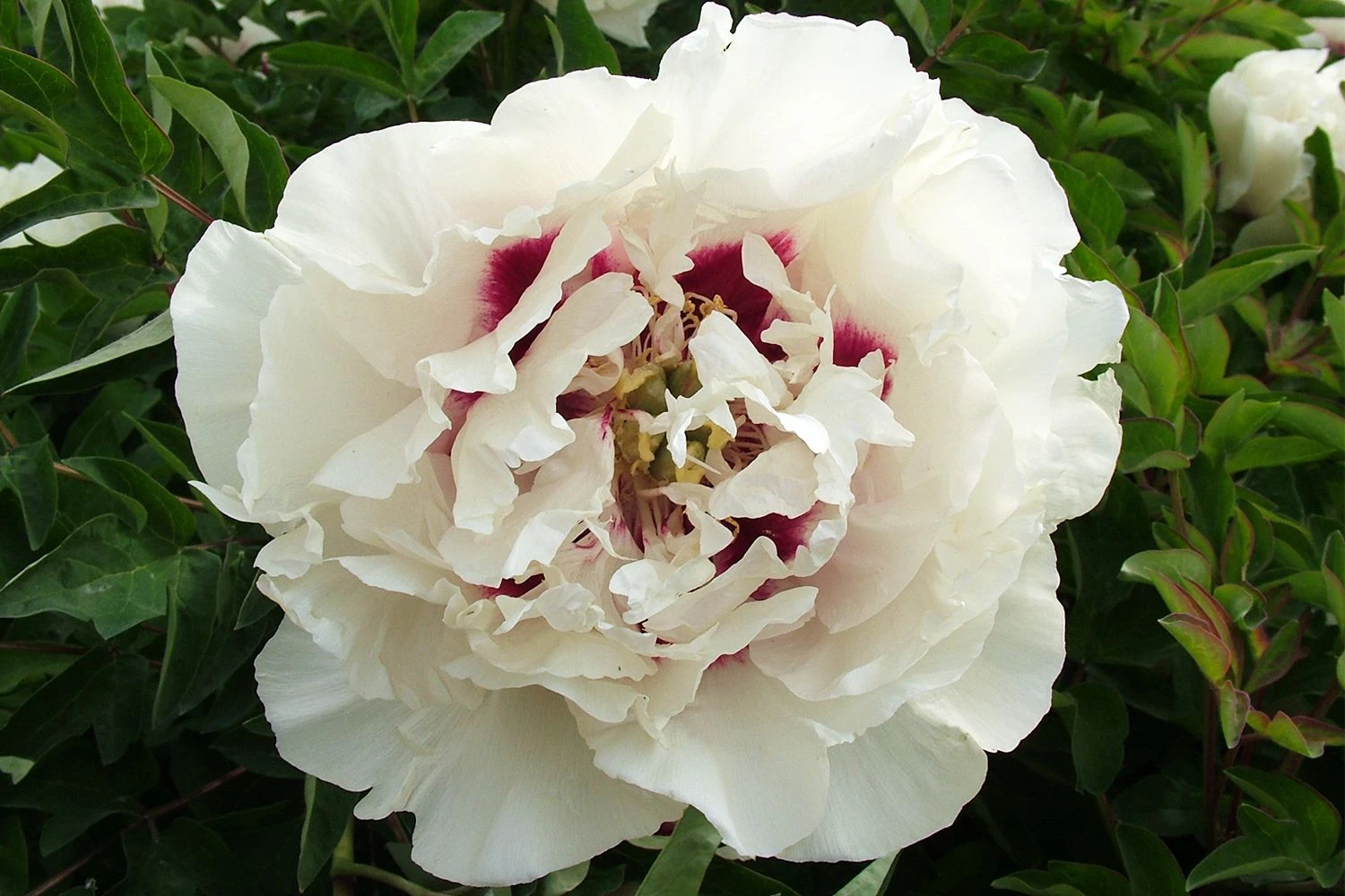 Paeonia Rockii 'Gui Fu Ren' (Strauchpfingstrose 'Edelfrau') 3 Paeonia Rockii 'Gui Fu Ren' (Strauchpfingstrose 'Edelfrau')