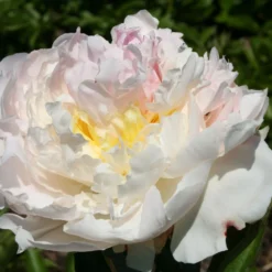 Paeonia Lactiflora 'Blush Queen' (Staudenpfingstrose)