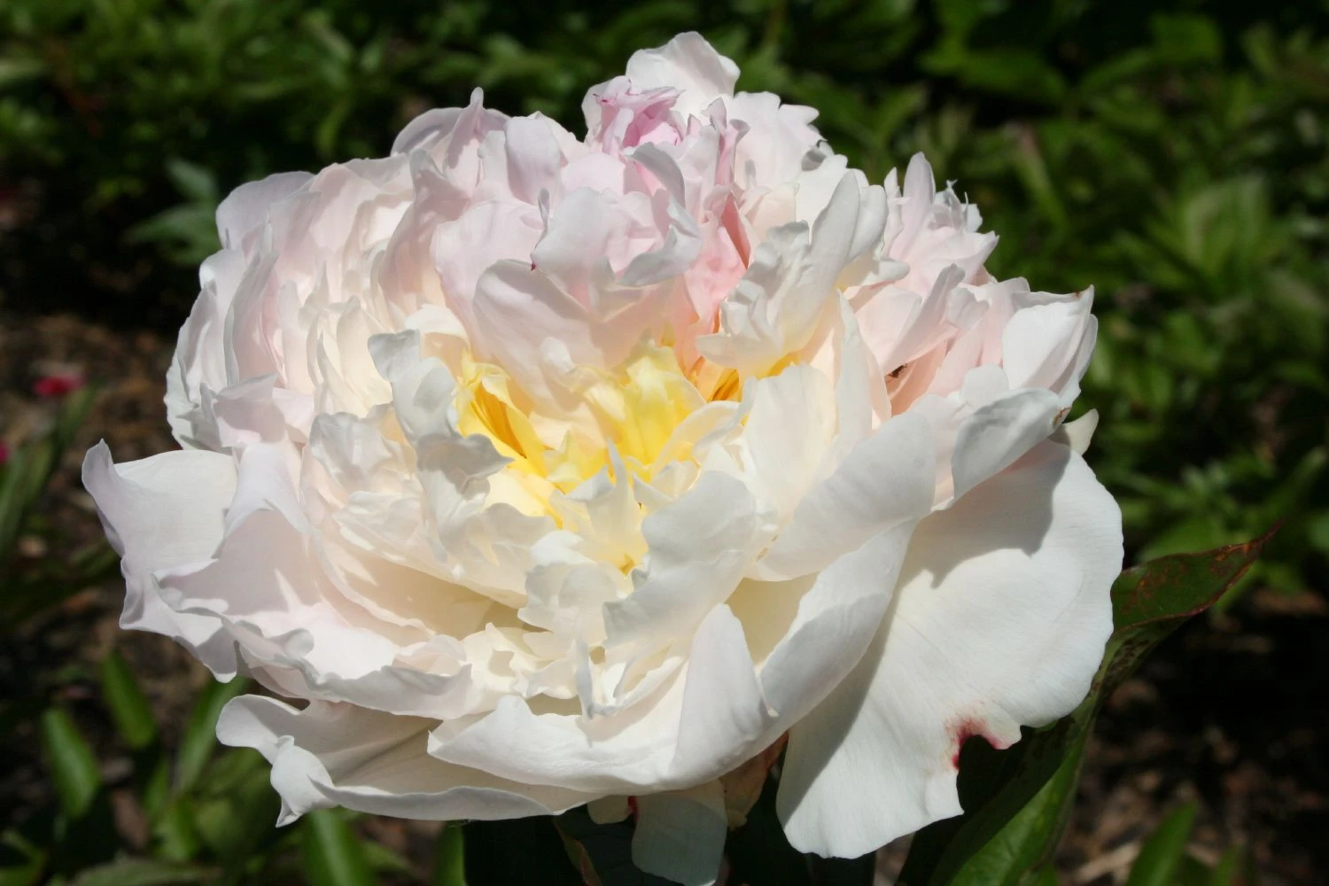 Paeonia Lactiflora 'Blush Queen' (Staudenpfingstrose) 3 Paeonia Lactiflora 'Blush Queen' (Staudenpfingstrose)