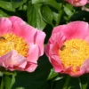 Paeonia Lactiflora 'Gedenken' (Staudenpfingstrose) -Gartenpflanzen Verkaufsladen 2000916 Paeonia 20lactiflora 20Gedenken Staudenpfingstrose 1 458755ba 4fa0 4c77 9cc2 83ca05f2600f