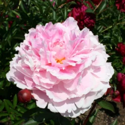 Paeonia Lactiflora 'Germaine Bigot' (Staudenpfingstrose)