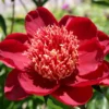 Paeonia Lactiflora 'Hari-Ai-Nin' (Staudenpfingstrose)