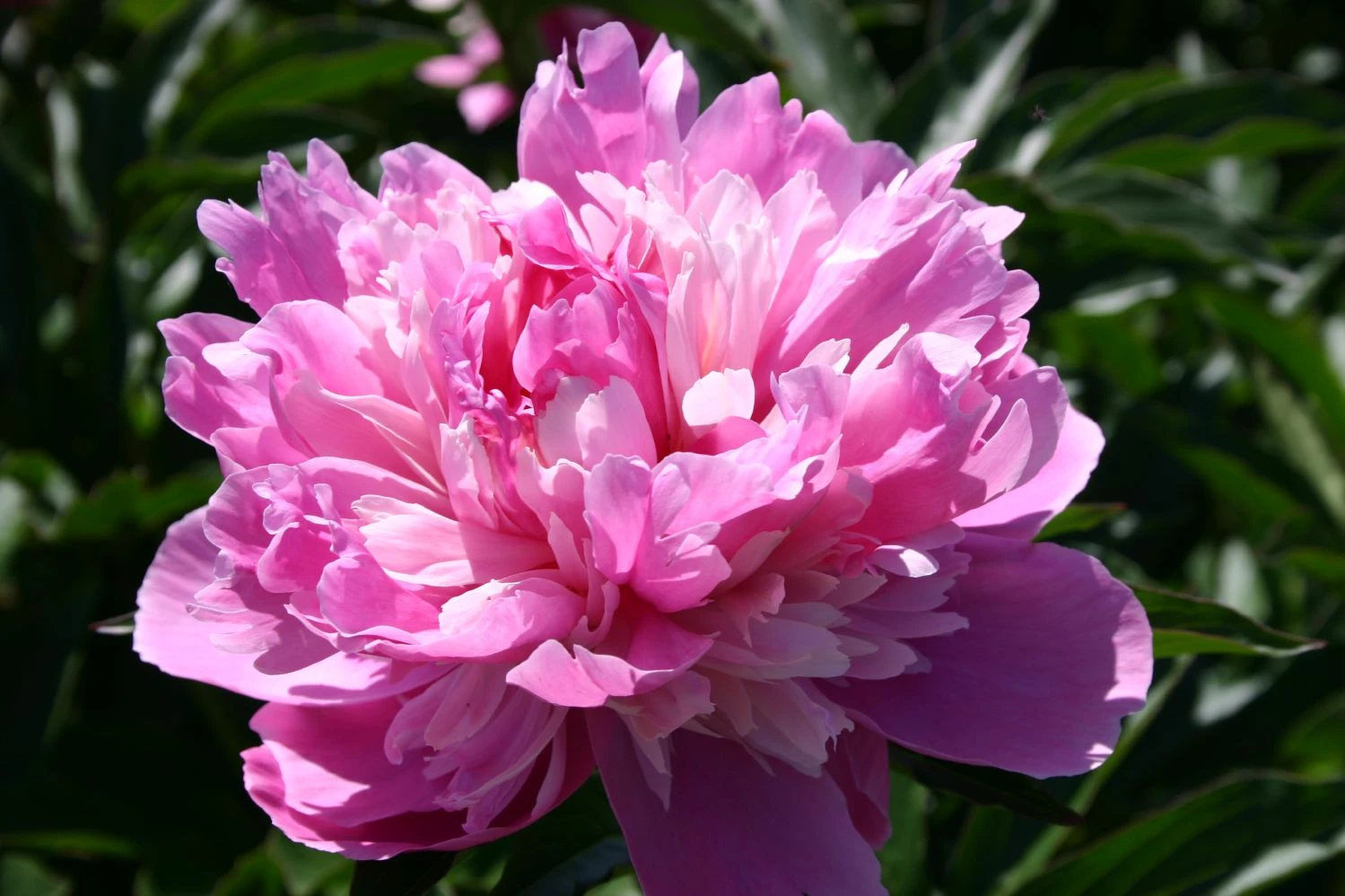 Paeonia Lactiflora 'Kelway's Lovely' (Staudenpfingstrose) 3 Paeonia Lactiflora 'Kelway's Lovely' (Staudenpfingstrose)