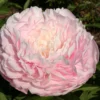 Paeonia Lactiflora 'Lottie Dawson Rea' (Staudenpfingstrose)