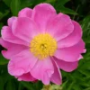 Paeonia Lactiflora 'Lucky Day' (Staudenpfingstrose)