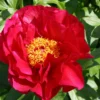 Paeonia Lactiflora 'Postillion' (Staudenpfingstrose)