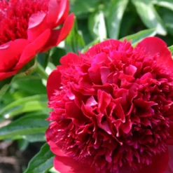 Paeonia Lactiflora 'Red Charm' (Staudenpfingstrose)