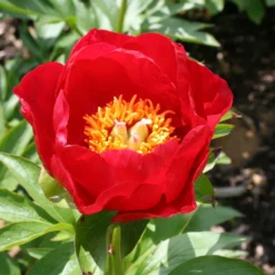 Paeonia Lactiflora 'Rubinschale' (Staudenpfingstrose)