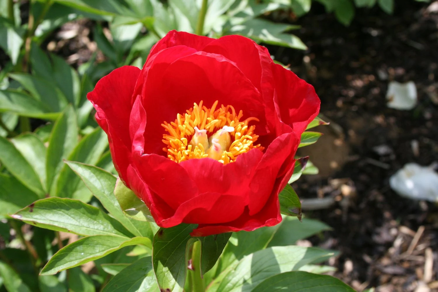 Paeonia Lactiflora 'Rubinschale' (Staudenpfingstrose) 3 Paeonia Lactiflora 'Rubinschale' (Staudenpfingstrose)