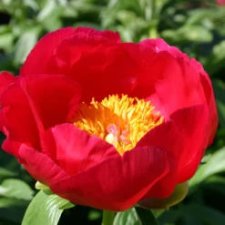 Paeonia Lactiflora 'Scarlet O'Hara' (Staudenpfingstrose)