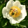 Paeonia Lactiflora 'Starlight' (Staudenpfingstrose)