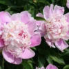 Paeonia Lactiflora 'Tsingtau' (Staudenpfingstrose)