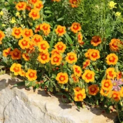 Leuchtfeuer (Farbpower Für Den Garten) -Gartenpflanzen Verkaufsladen 2001000 Leuchtfeuer Farbpower 20fuer 20den 20Garten 11