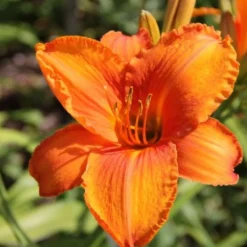 Leuchtfeuer (Farbpower Für Den Garten) -Gartenpflanzen Verkaufsladen 2001000 Leuchtfeuer Farbpower 20fuer 20den 20Garten 12