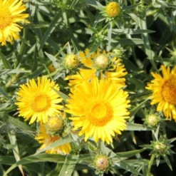 Leuchtfeuer (Farbpower Für Den Garten) -Gartenpflanzen Verkaufsladen 2001000 Leuchtfeuer Farbpower 20fuer 20den 20Garten 13